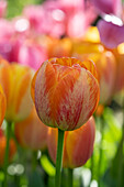 Tulpe (Tulipa) 'Paintbrush'