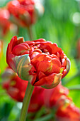 Tulpe (Tulipa) 'Miranda'