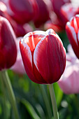 Tulpe (Tulipa) 'Holland America'