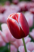 Tulpe (Tulipa) 'Holland America'
