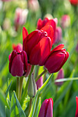 Tulpe (Tulipa) 'Fiery Club'