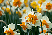 Narzissen (Narcissus) 'Pick Up'