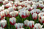 Tulpe (Tulipa) 'World Expression'
