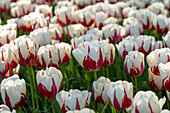 Tulipa World Expression