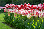Tulpe (Tulipa) 'Blushing Parrot', 'Drumline'