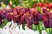 Tulipa La Paz