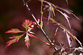 Acer palmatum Royal Garnet