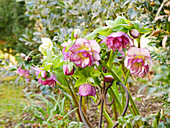 Double-flowered pink lenten rose (Helleborus) 'Double Ellen Picotee' in a border