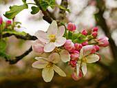 Streuobstwiese, Zweig mit Apfelblüte (Malus)