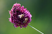 Bees on a round-headed leek (Allium sphaerocephalon)