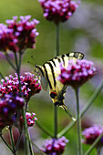 A scarce swallowtail butterfly (Iphiclides podalirius) on Argentine vervain (Verbena bonariensis)