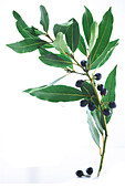 Bay branch with berries against a white background