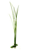 A bunch of chives on white background