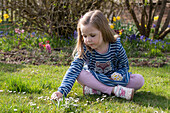 Kleines Mädchen pflückt Gänseblümchen (Bellis Perennis), sitzt auf der Wiese