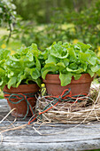Green leaf lettuce in pots