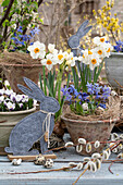 Flower pots with blue stars (scilla), narcissus, crocus and catkin willow and rabbit figurine, Easter decoration