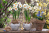 Blühende Narzissen (Narcissus) und Blausterne (Scilla) in Töpfen auf Holzbalken