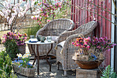 Blumentöpfe mit Christrosen (Helleborus), Ginster, Narzissen (Narcissus), Zierapfelbaum und blühender Mandelbaum auf der Terrasse
