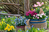 Korbtaschen mit Gänseblümchen (Bellis perennis), Narzissen (Narcissus), Tulpen (Tulipa), Garten-Zinerarie (Pericallis) und Vergissmeinnicht mit Hasenfiguren im Garten