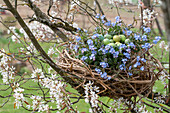 Easter nest with forget-me-nots (Myosotis) and eggs in flowering rock pear (Amelanchier)