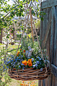 hanging basket with forget-me-nots (Myosotis), horned violets (Viola Cornuta), woodruff (Erysimum) and rosemary with Easter bunny figurine