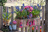 Blumenkasten mit Traubenhyazinthen (Muscari) und Frühlingsprimeln (Primula) am Zaun hängend mit Osterdeko