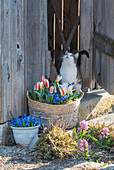 Greig-Tulpe (Tulipa greigii), Blausterne (Scilla), Hyazinthen, Sternhyazinthen (Chionodoxa) in Pflanzgefäßen vor Scheunentor mit Katze