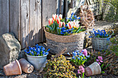 Greig-Tulpe (Tulipa greigii), Blausterne (Scilla), Hyazinthen, Sternhyazinthen (Chionodoxa) in Töpfen und Osterdeko