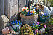 Greig tulip (Tulipa greigii), blue ostriches (Scilla), hyacinths, star hyacinths (Chionodoxa) in pots with dog and Easter decoration
