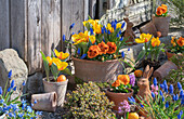 Gelbe Tulpe 'Flair' (Tulipa), Traubenhyazinthen (Muscari), Garten-Stiefmütterchen (Viola wittrockiana) in Töpfen mit Osterdeko im Garten