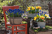 Gelbe Tulpe 'Flair' (Tulipa) und Traubenhyazinthen (Muscari) in Töpfen mit Osterdeko auf der Terrasse