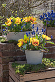 Gelbe Tulpe 'Flair' (Tulipa) und Traubenhyazinthen (Muscari) in Töpfen