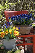 Yellow tulip 'Flair' (Tulipa) and grape hyacinths (Muscari) in pot with Easter decoration