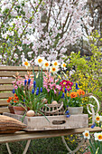 Traubenhyazinthen (Muscari), Narzissen (Narcissus), Hyazinthen (Hyacinthus), Garten-Stiefmütterchen und Primeln in Blumentöpfen mit Osterdeko im Garten