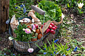 Bread basket with daisies, radishes, eggs, bread, lettuce
