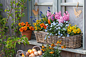 Garten-Stiefmütterchen (Viola wittrockiana), Traubenhyazinthen (Muscari), Hyazinthen, in Blumenkasten auf Fensterbank und Ostereier im Korb