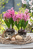 Pink hyacinths (Hyacinthus) with soil ball in clematis wreath and chicken eggs as Easter decoration