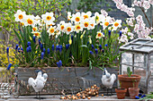 Blumenkasten mit Traubenhyazinthen (Muscari), Narzissen (Narcissus), Zwiebeln und Hühnerfiguren, Minigewächshaus