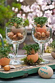 Osterdekoration, Eierschalen mit Kresse und Zwiebeln im Glas auf Holztablett und beschriftetes Ei
