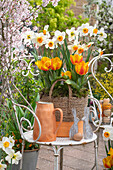 Korb mit eingepflanzten Narzissen (Narcissus), Tulpen (Tulipa), Osterhasenfigur und Wasserkrug auf Gartenstuhl