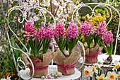 Hyazinthen (Hyacinthus) in Töpfen mit Eiern und Jutestoff als Dekoration, Narzissenstrauß (Narcissus) auf Gartenstühlen