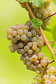 White wine grape on the vine