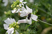Rose mourning beetle on white flowering musk mallow