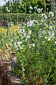 White flowering musk mallow in a summer garden bed