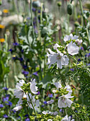 White flowering musk mallow in the garden