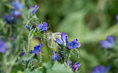 Cabbage white butterfly on flowering viper's bugloss (Echium vulgare)