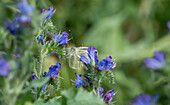 Kohlweißling auf blühendem Natternkopf (Echium vulgare)