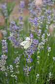 Cabbage white butterfly on flowering lavender in the garden