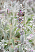 Bumblebee on flowering woolly zest (Stachys byzantina) in the garden