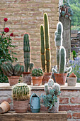 Various cacti in clay pots on garden wall